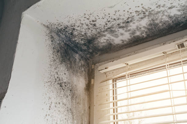 Affordable Commercial Mold Remediation solutions in Dry Run, PA